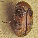 Attagenus fasciatus